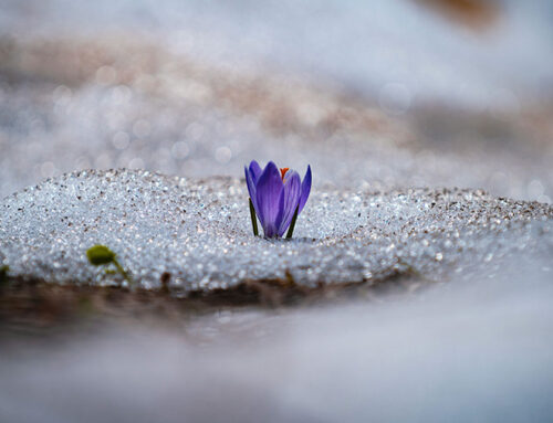 Marktkommentar Februar: Spätwinter an den Märkten