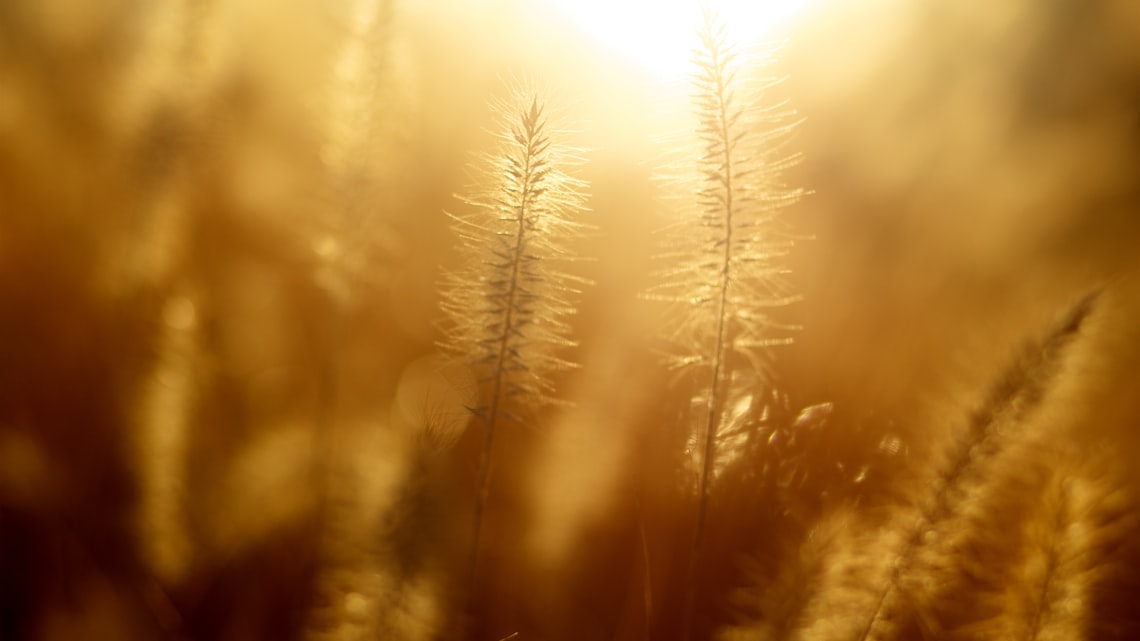 Gräser im warmen Gegenlicht der Abendsonne – Beitragsbild zum Evergreen Marktkommentar Juli 2026